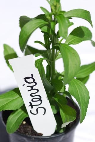 شیرین کننده طبیعی استویا در جوست فوراور